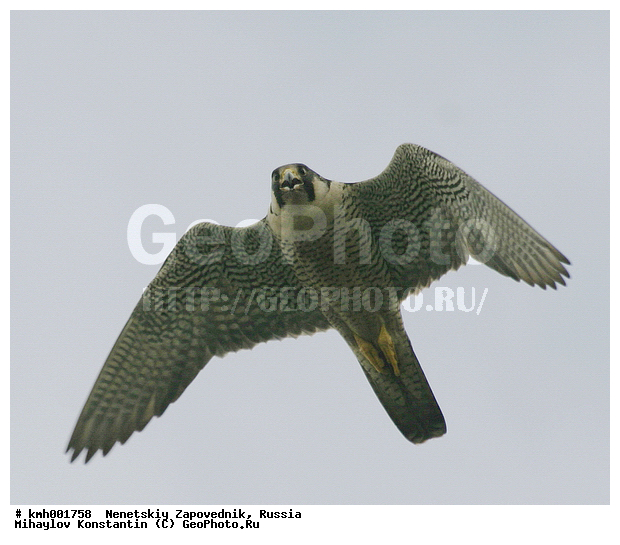 �������� ������, ��������, ��������, ��������, �����������, ������ �����, ������ �����, XYZ, ���������, Falconidae, ������, Falco peregrinus